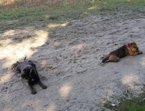 De Uitgelaten Hond wandelt ook in het weekend!