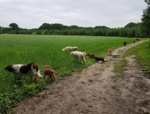 Oppas puppies en jonge honden