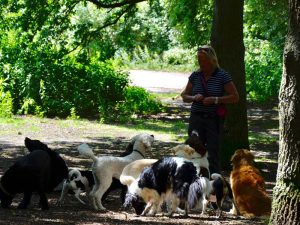 Honden uitlaatservice Bussum